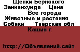 Щенки Бернского Зенненхунда  › Цена ­ 40 000 - Все города Животные и растения » Собаки   . Тверская обл.,Кашин г.